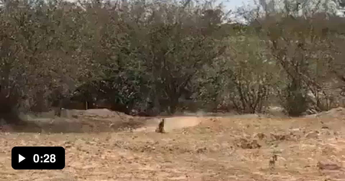 Pumba always got Timon's back - 9GAG
