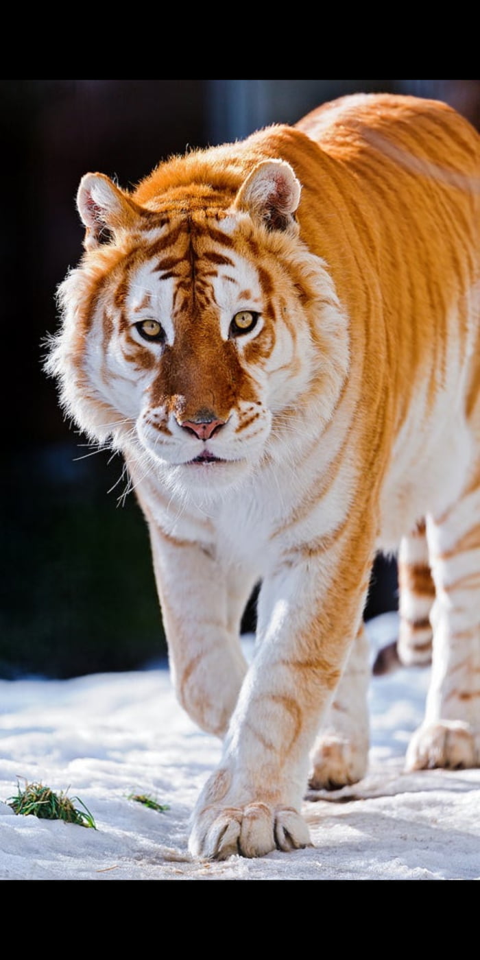 Extremely rare species of Golden Tiger