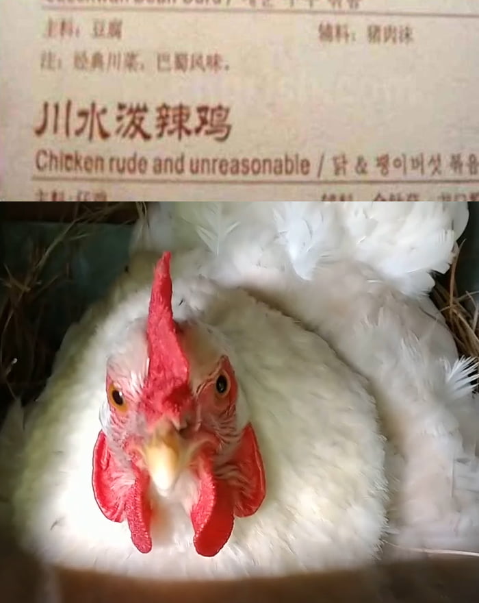 chicken-rude-unreasonable-9gag