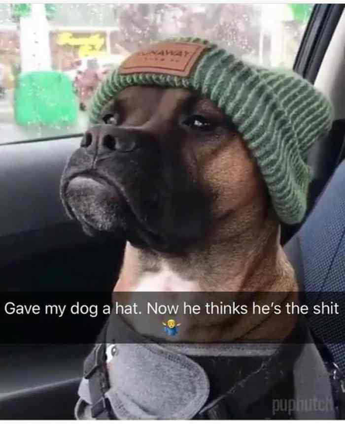 Gave My Dog A Hat Now He Thinks He s The Shit 9GAG Gave My Dog A Hat Now He Thinks He s The Shit 9GAG