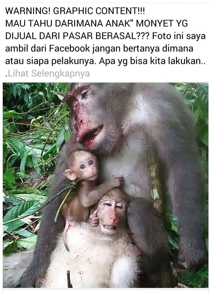 This Is How Indonesian Kept Baby Monkey As Pet For Sale By Murdering Their Parents 9gag