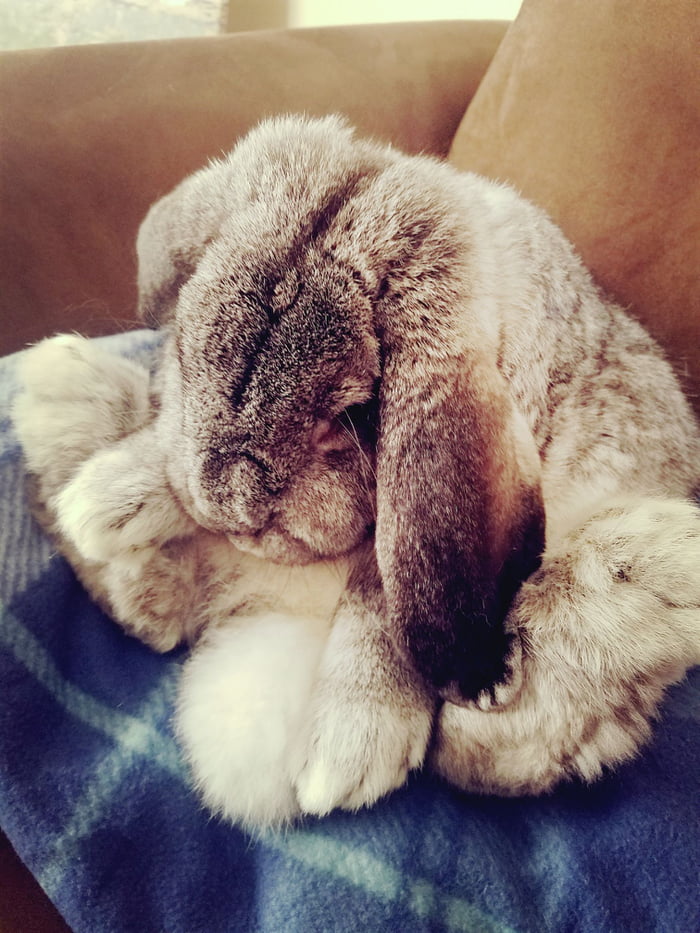 The cutest Booplesnoot - 9GAG
