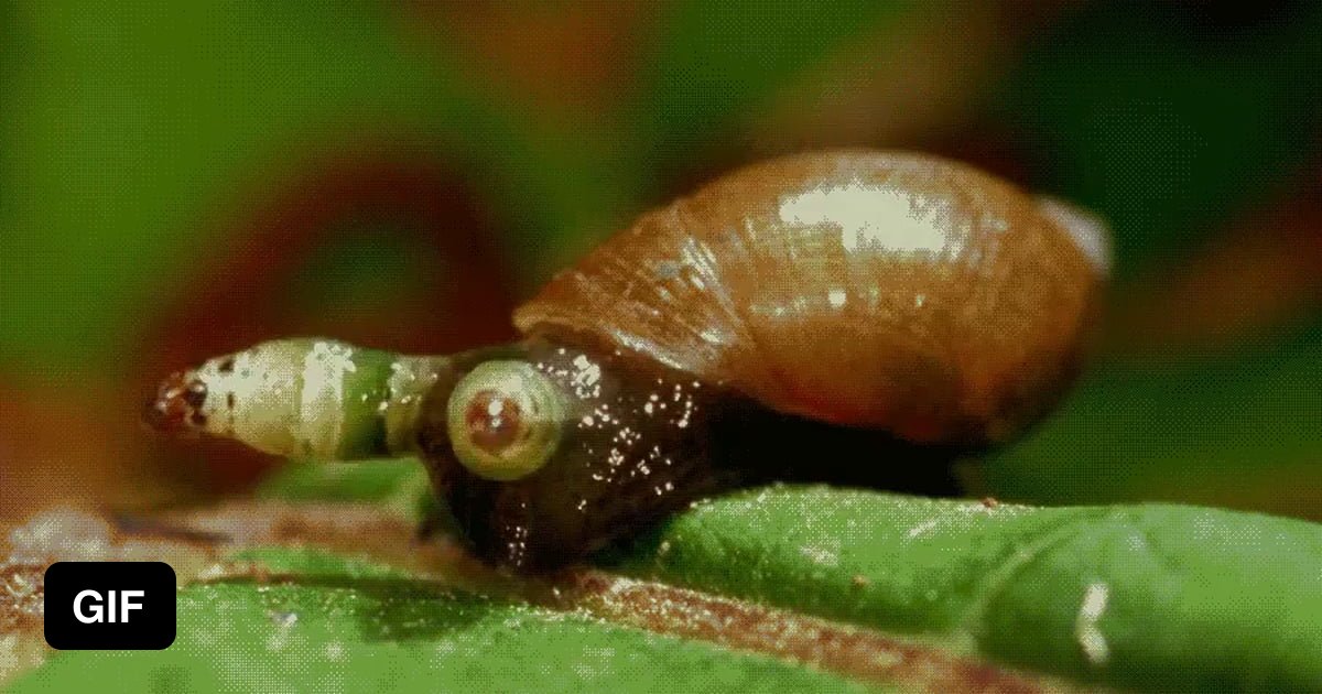 Snail infected with green banded broodsac. The worm moves to the snails