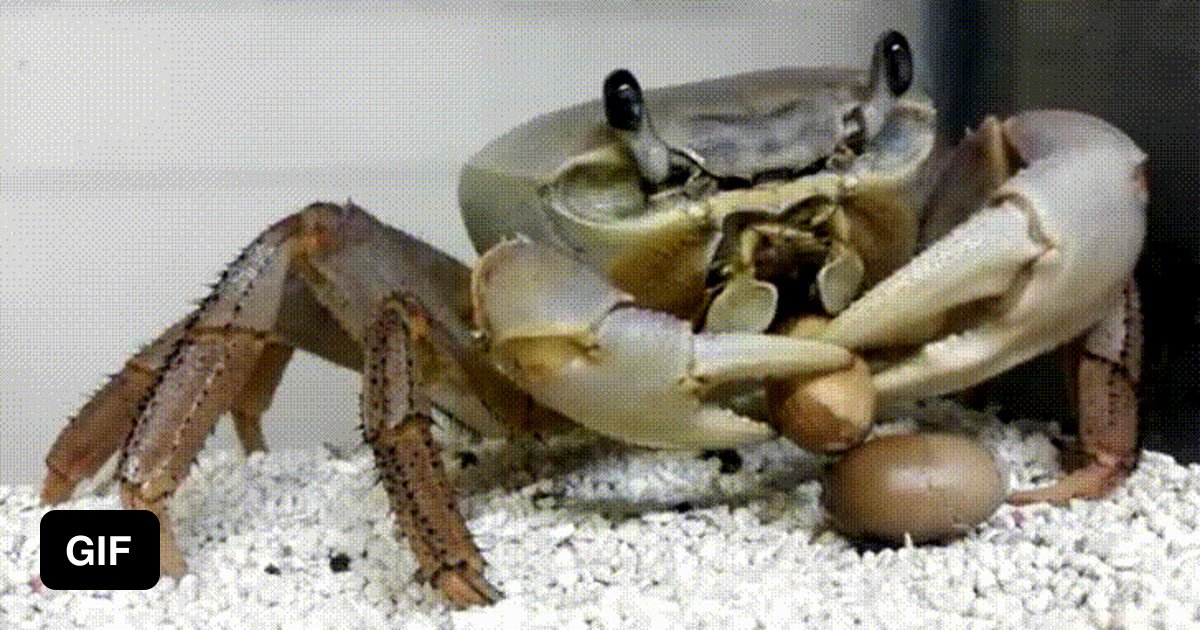 A crab eating an acorn 9GAG