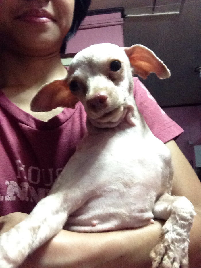 My dog looks like Dobby from Harry Potter 9GAG