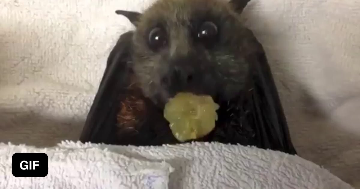 Bat eating grapes 9GAG
