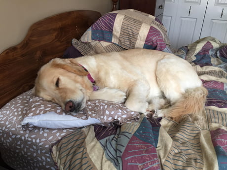 Came Home From Night Shift To Find My Dog Using My Pillow 9gag