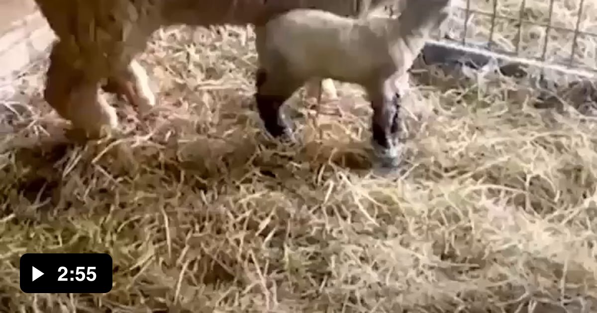 dog-adopts-lamb-that-was-rejected-by-its-mother-9gag