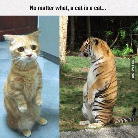 A cat is a cat is a cat - 9GAG