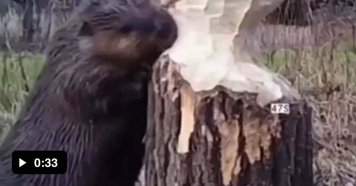 Beavers pause while chewing trees to listen for movements so that the ...