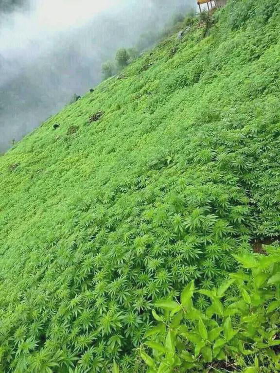 Cannabis growing naturally in the Himalayas - 9GAG