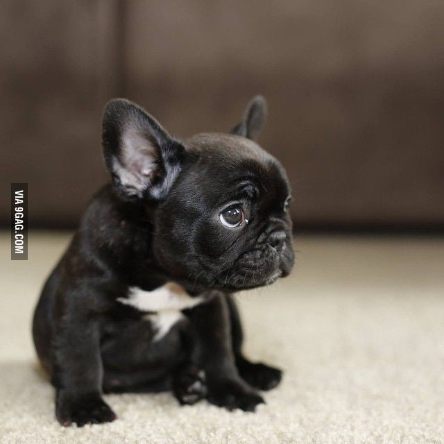 I want a French Bulldog so so so badly! - 9GAG