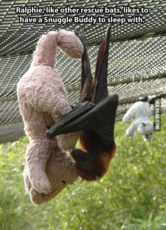 bat teddy bear