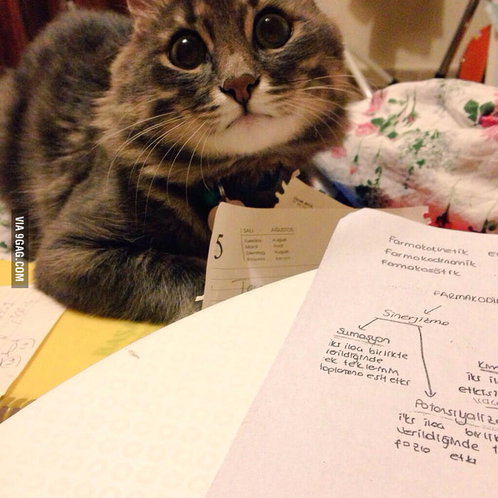 Everytime My Friend Tries To Study Her Cat Does This - 9gag