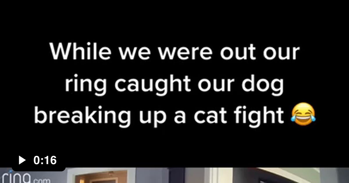 Dog breaks up cat fight 9GAG