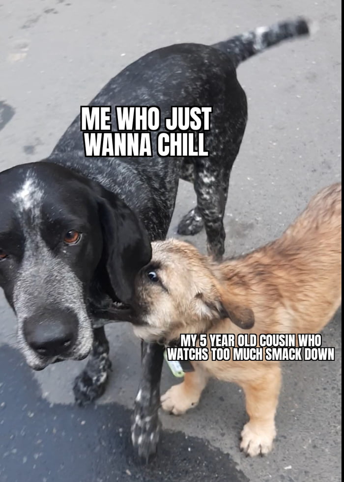 The Annoying Puppy 9GAG