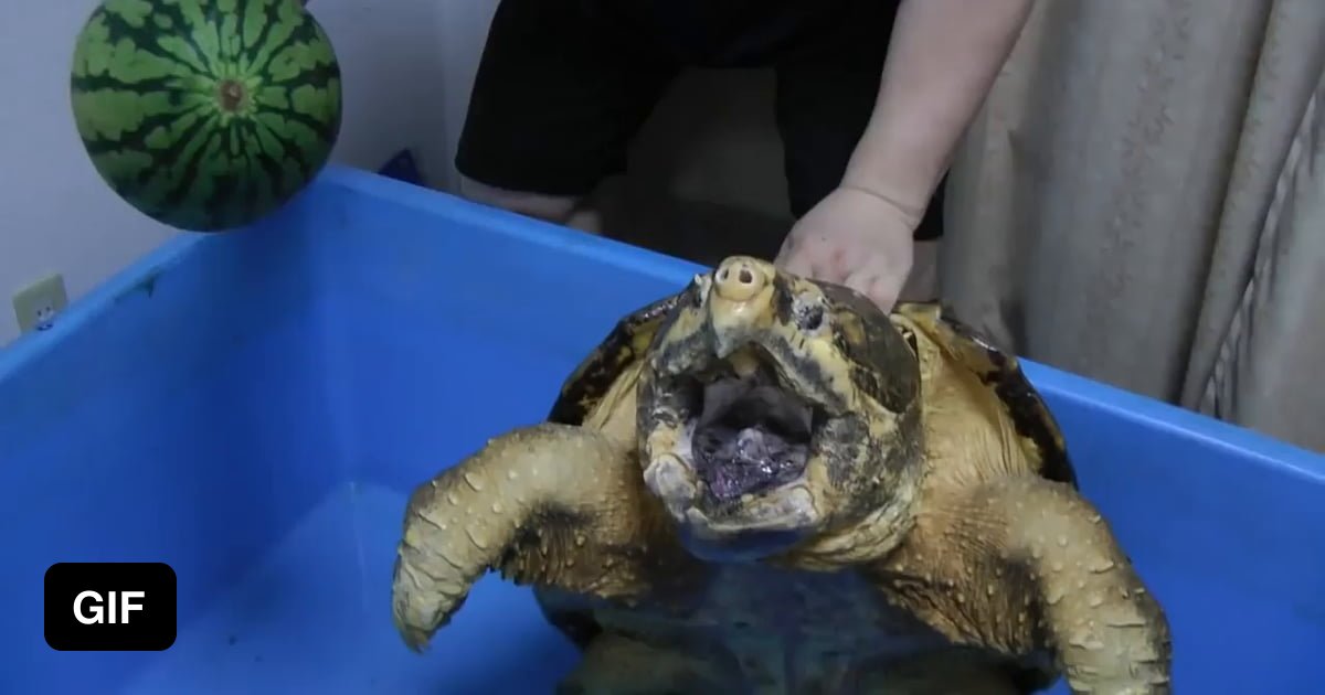 Alligator snapping turtle snaps Water melon off - 9GAG