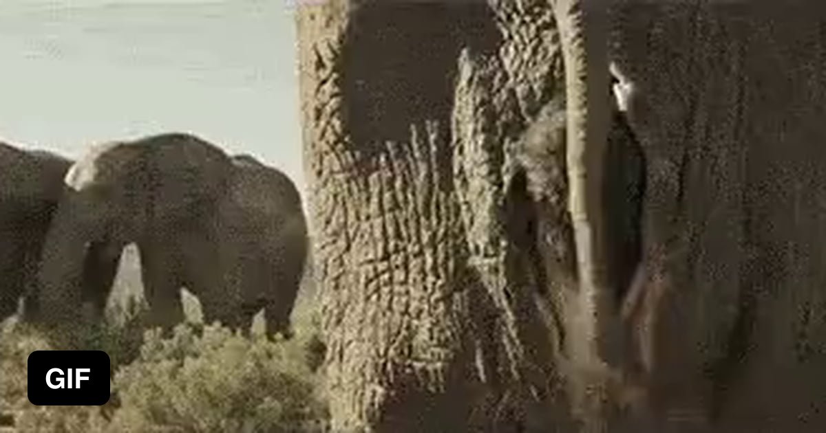 Elephant Sex Gif