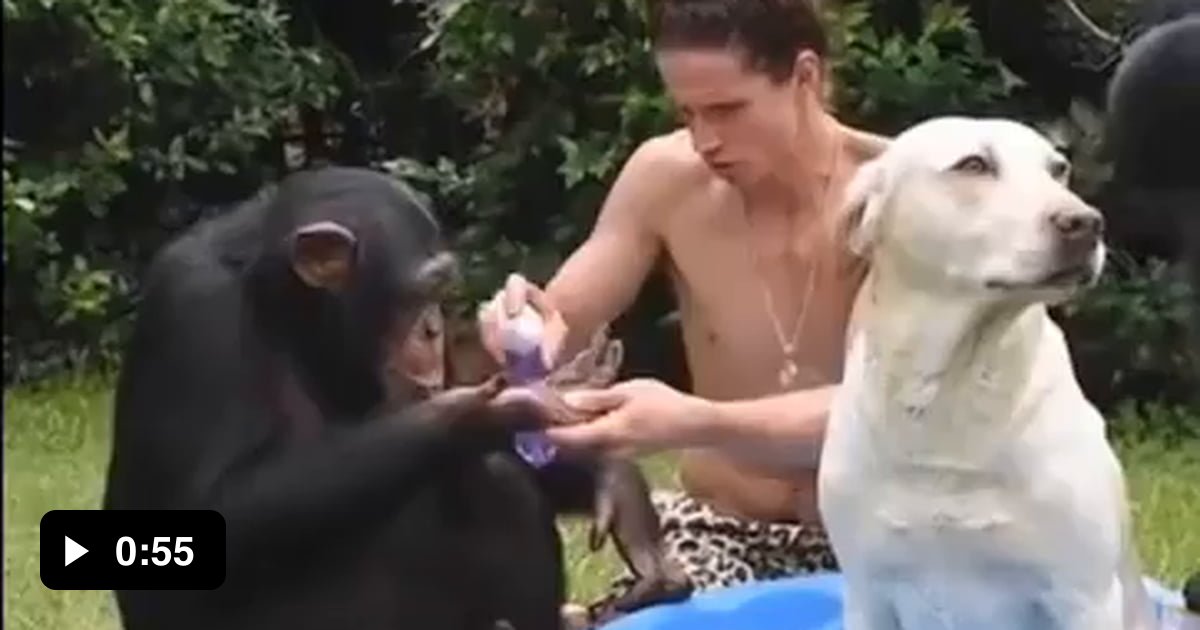 Bath time for chimps and doggo - 9GAG