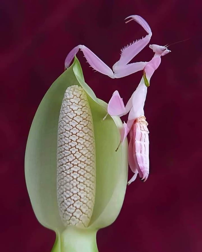 An orchid mantis 9GAG