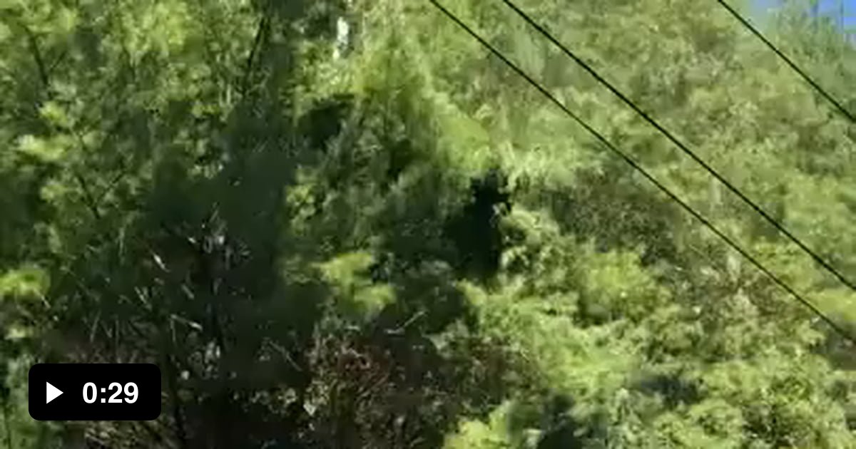 Helicopter with massive chainsaw does some trimming - 9GAG