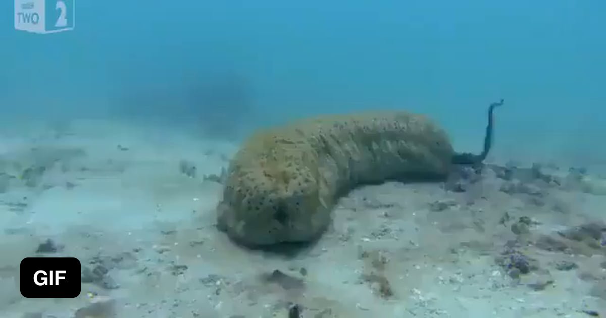 Pearlfish have a special relationship with sea cucumbers. They often