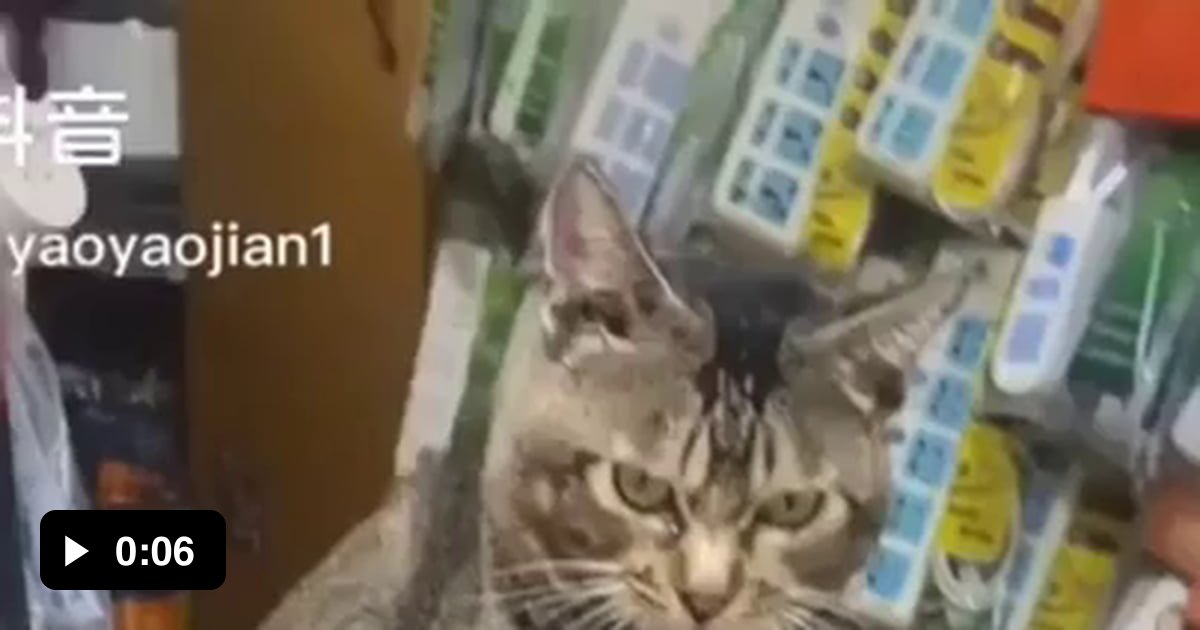 Cat stopped working 9GAG