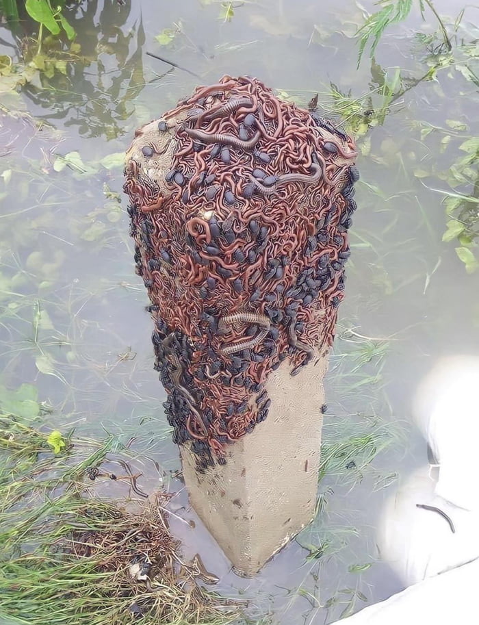 Bugs And Worms Escaping A Flood 9gag