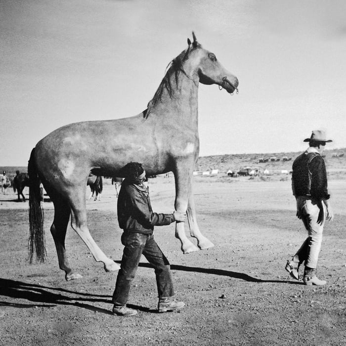 His horse перевод. Man and a woman examine a Horse and his cock фильм.