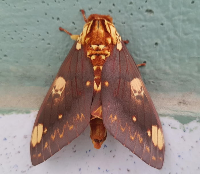 This moth has skulls in its wings 9GAG