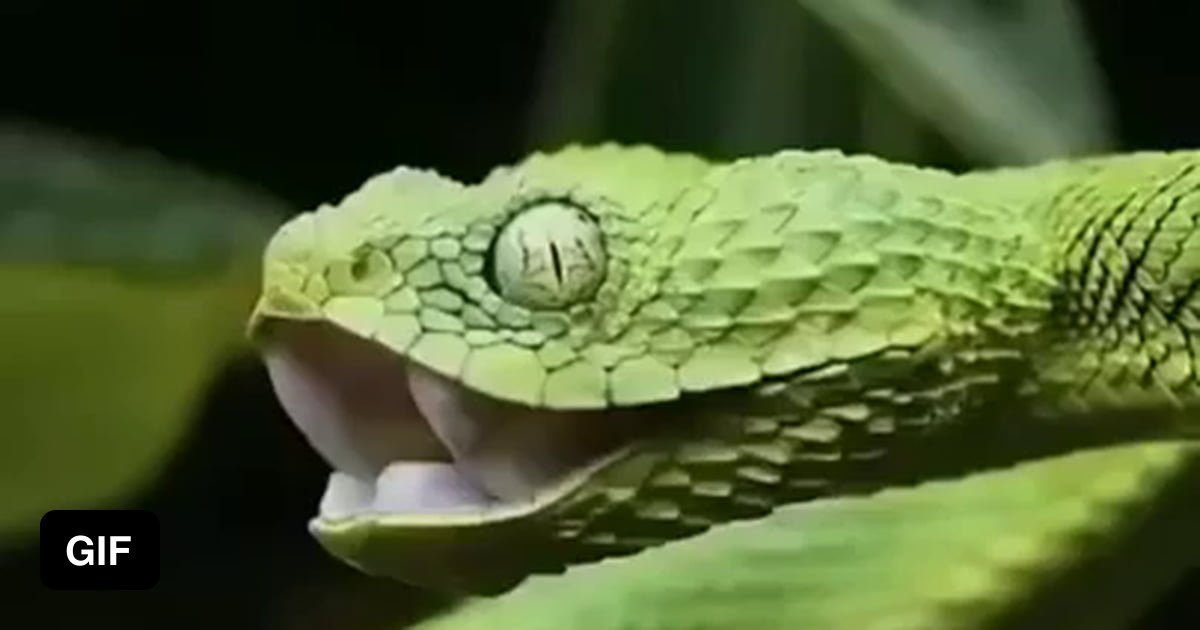 This is a Green Bush Viper Yawning - 9GAG