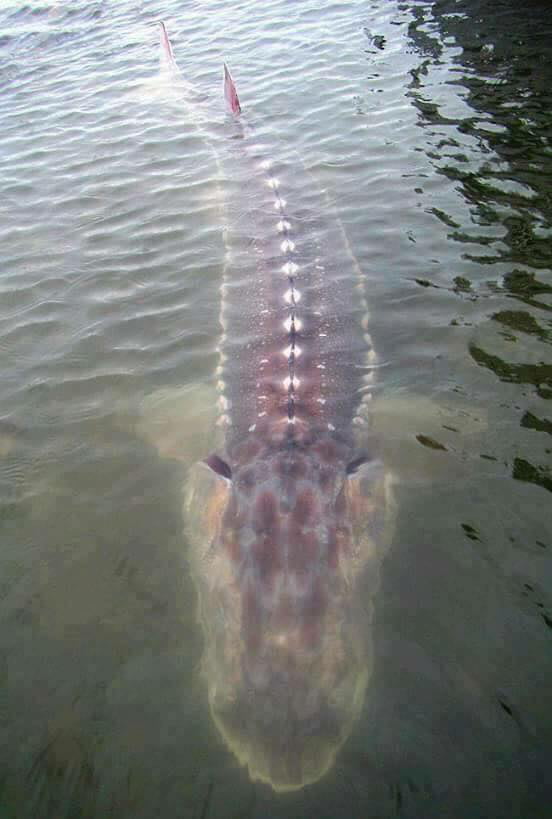 How Long Do Sturgeon Live In A Pond