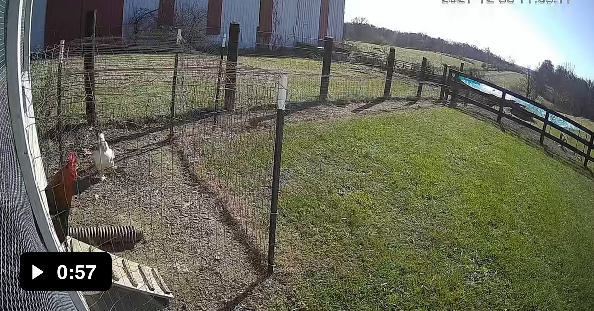 Rooster battles a Hawk to save his Hen. - 9GAG