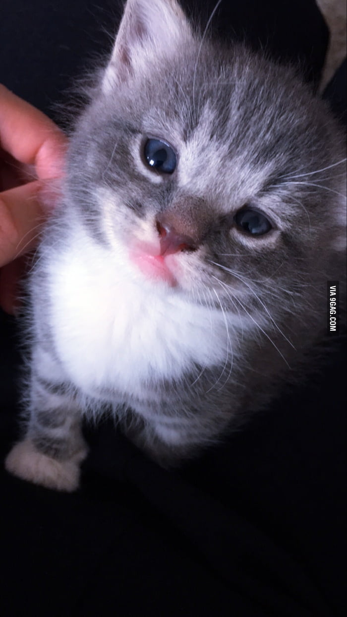 Do you have a name suggestion for our new adorable family member? - 9GAG