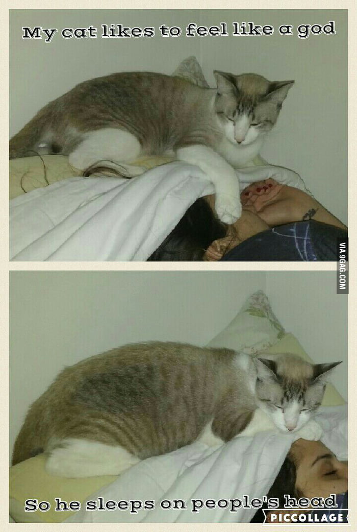 Cats = Gods - 9GAG