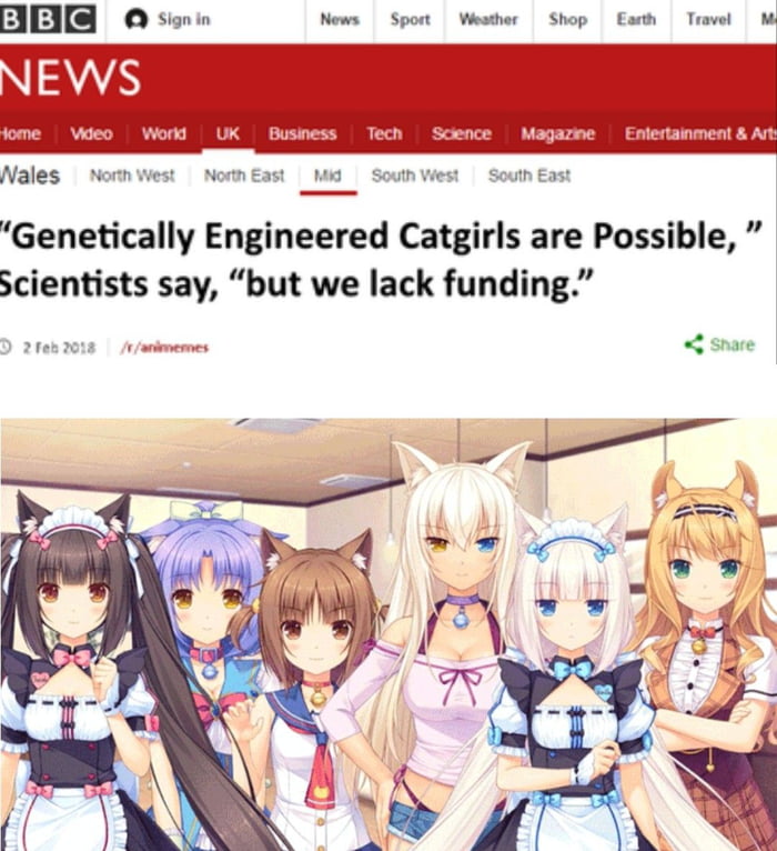 Regarding Genetically-Engineered Catgirls: : r/Animemes