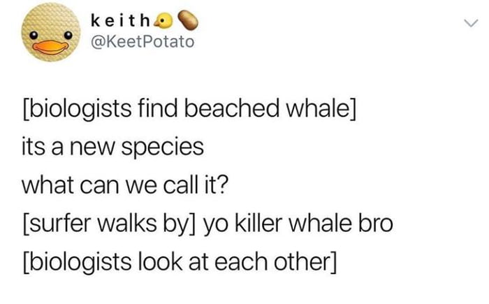 Sick orca bro! - 9GAG