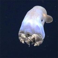 Dumbo Octopus, 8 cute legs of murder. - 9GAG