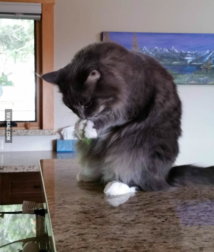 She sits like a squirrel while eating spinach 9GAG