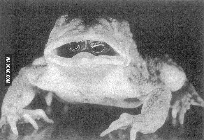 Goldschmidt Toad with eyes inside its mouth - 9GAG