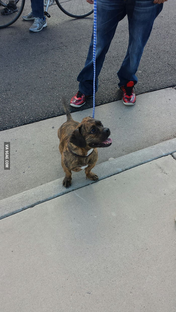 This is what a real pitbullwiener dog mix looks like! 9GAG