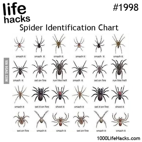 Spider Identification Chart