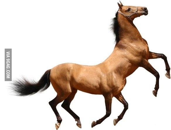 What Do We Call A Half Horse Half Man