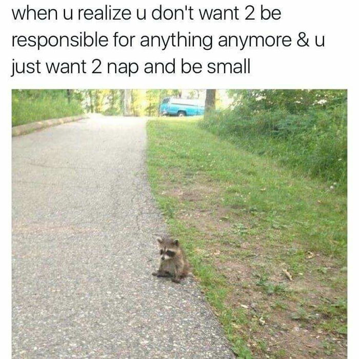 I just want to be a small raccoon.. - 9GAG