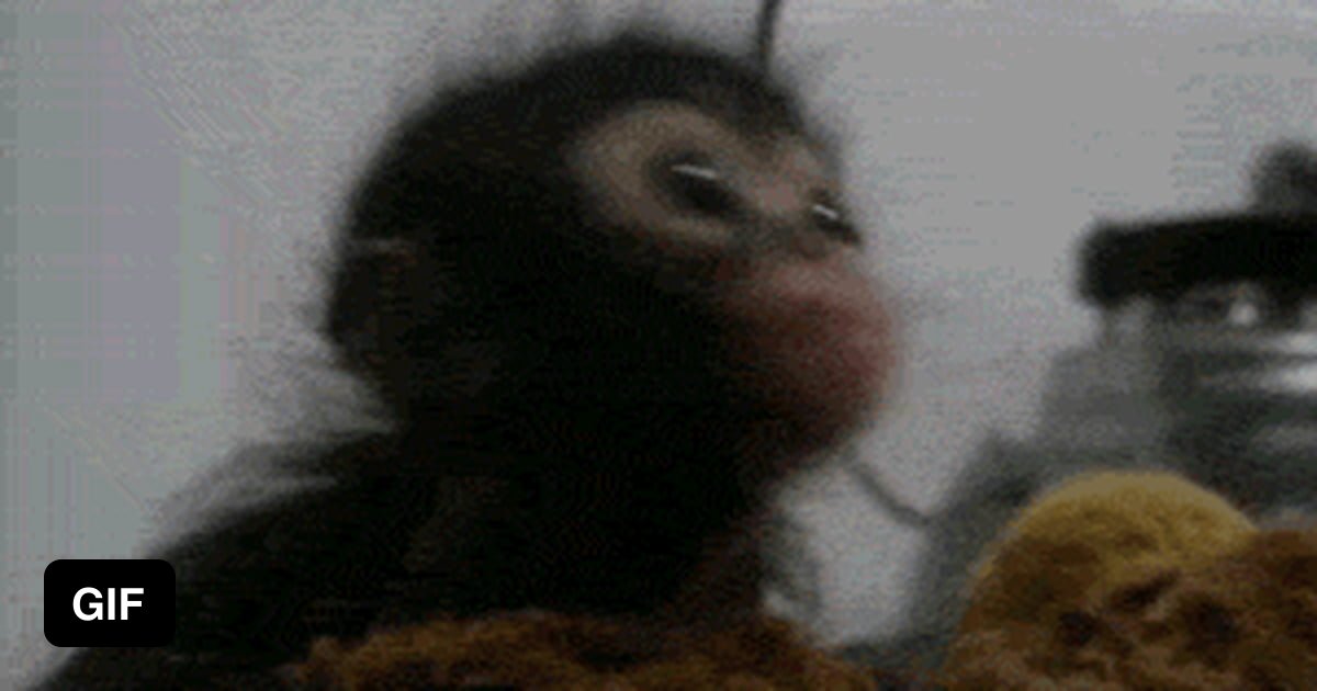 Monkey gif. Смешные обезьянки гифки. Макака гифка. Гифы обезьяны смешные. Красивая обезьянка гиф.