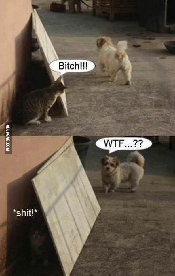 Hey B*tch! - 9GAG