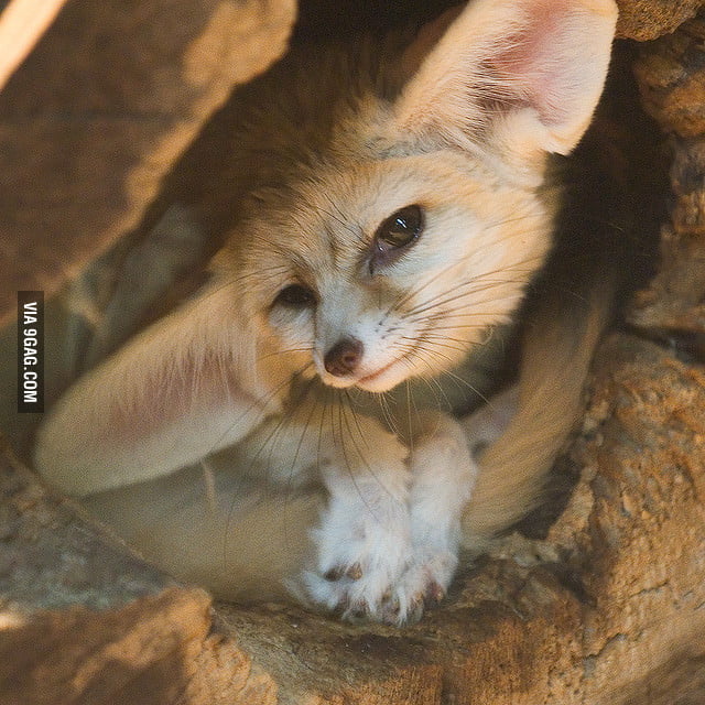 Photogenic Fennec Fox - 9GAG