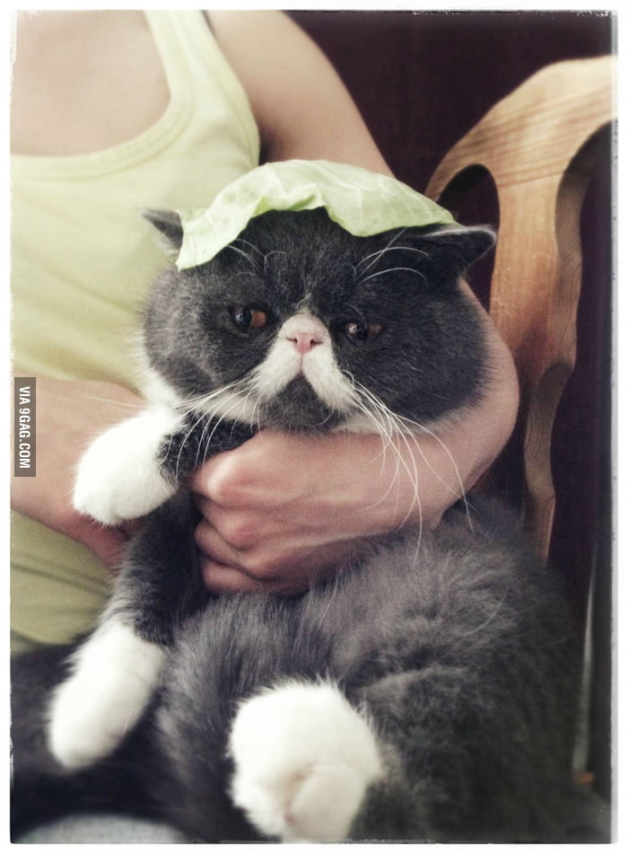My cat with his notorious cabbage hat. 9GAG
