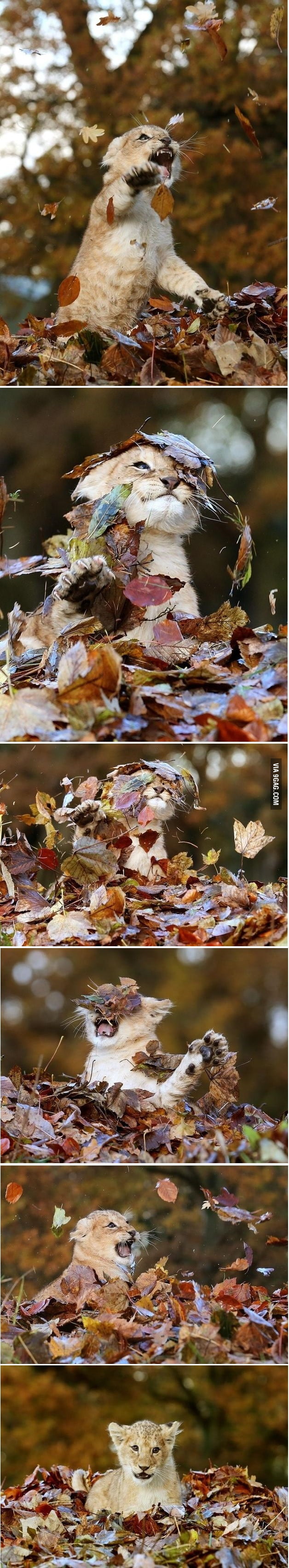 11 week old lion plays with leaves