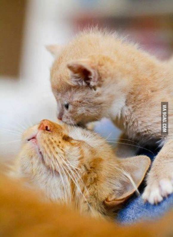 Kisses for Mom - 9GAG